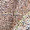 Plants: image 145 Of 208 Thumb